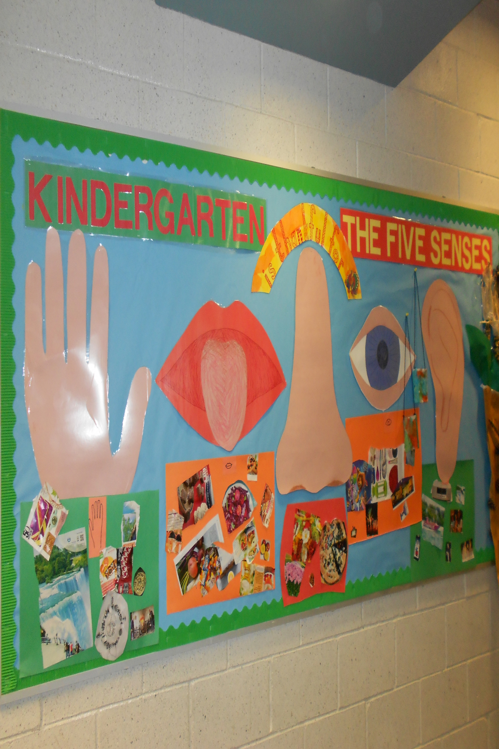 Kindergarten and The  Senses - Bulletin Board - Meri Cherry