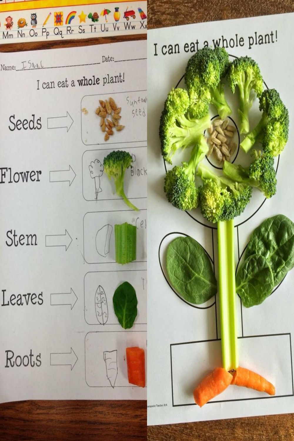 Plant activities for kindergarten, preschool, first grade