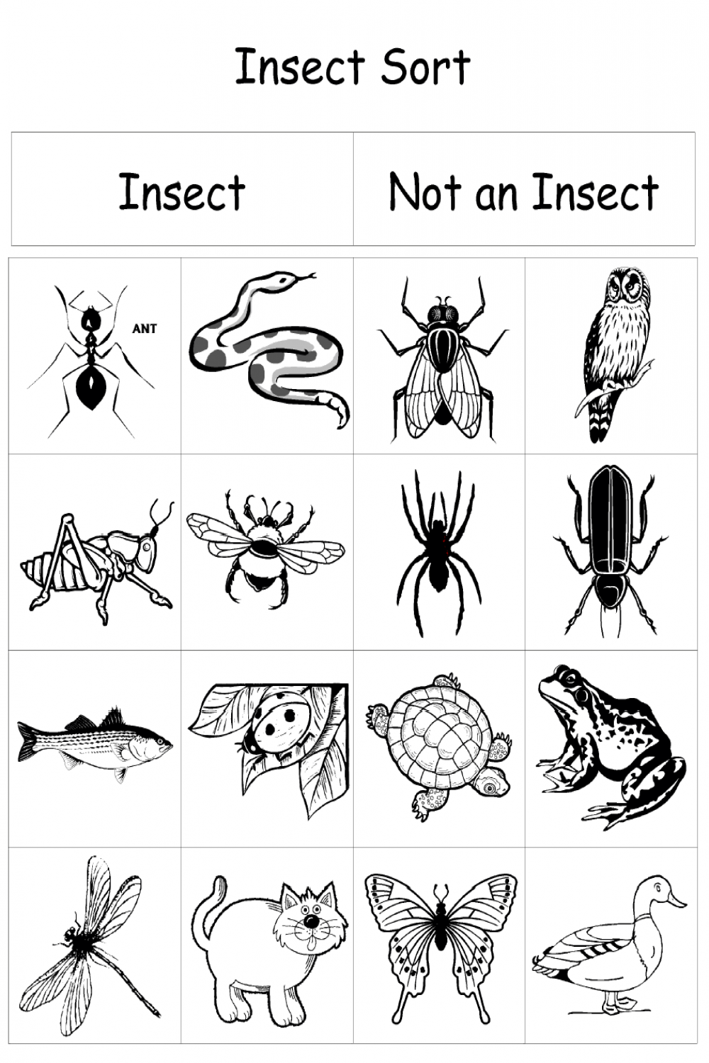 insect sort