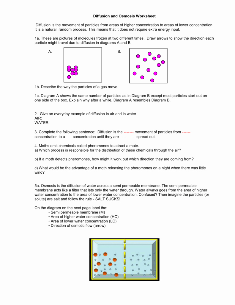 Get 85 Osmosis And Diffusion Worksheet Ideas 7