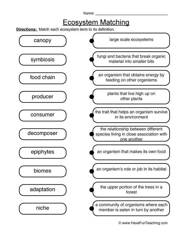 Get 85 Summer Ecosystem Worksheet 12