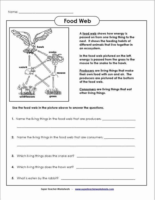 Get 85 Summer Ecosystem Worksheet 13