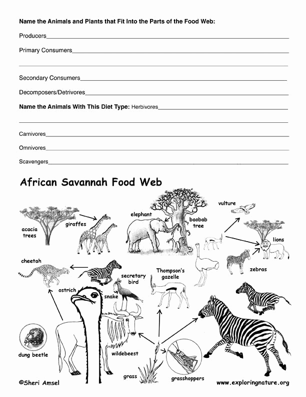 Get 85 Summer Ecosystem Worksheet 15