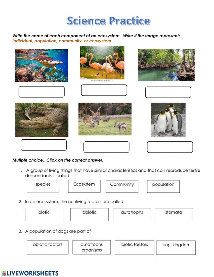 Get 85 Summer Ecosystem Worksheet 4