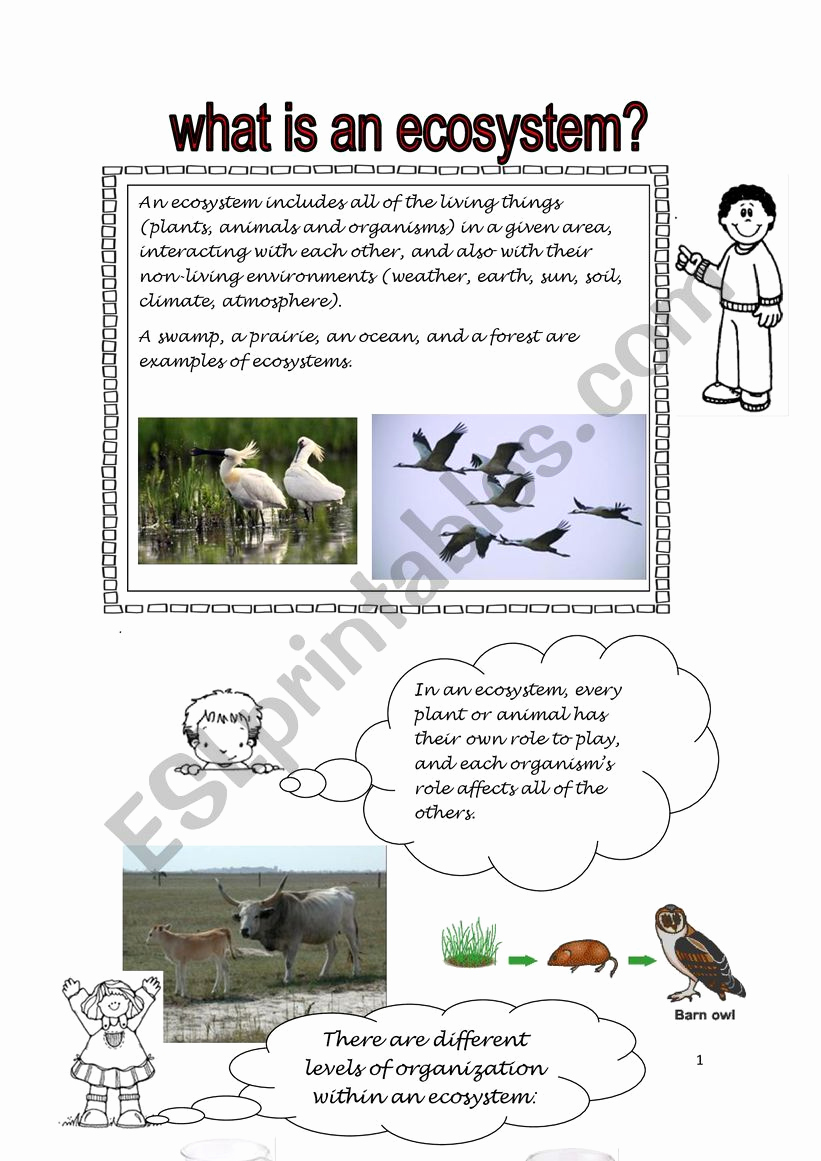 Get 85 Summer Ecosystem Worksheet 51