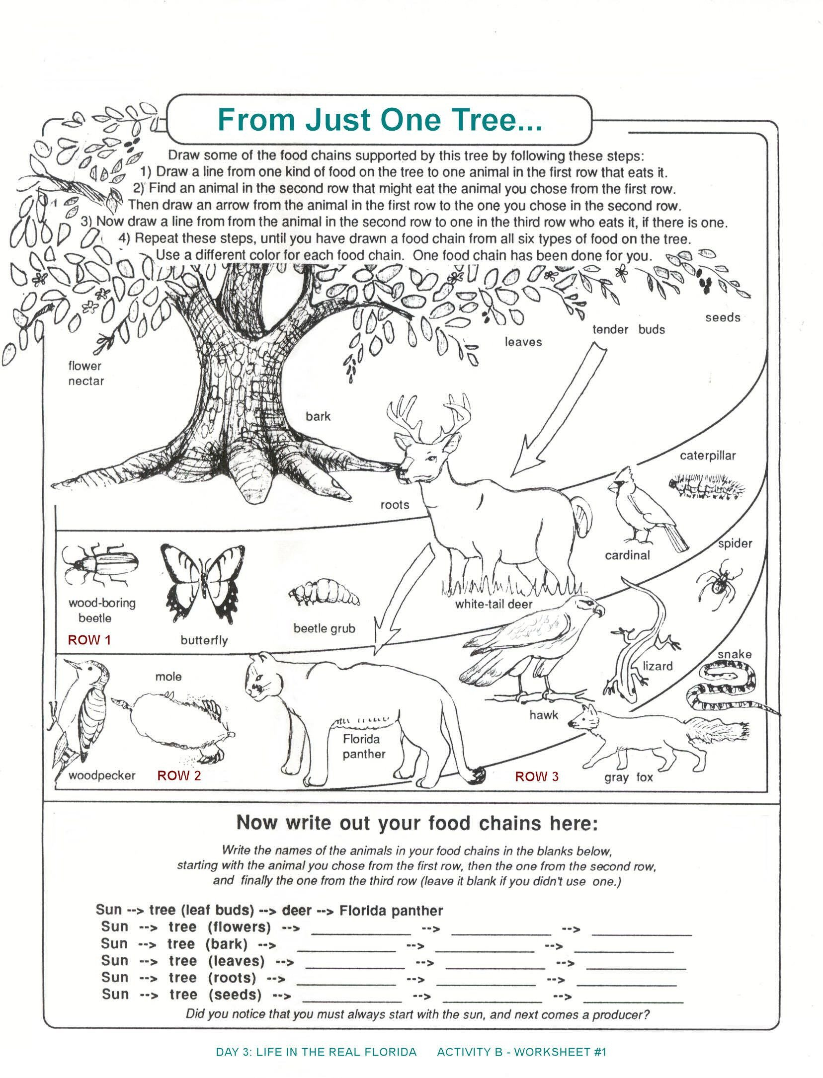 Get 85 Summer Ecosystem Worksheet 52