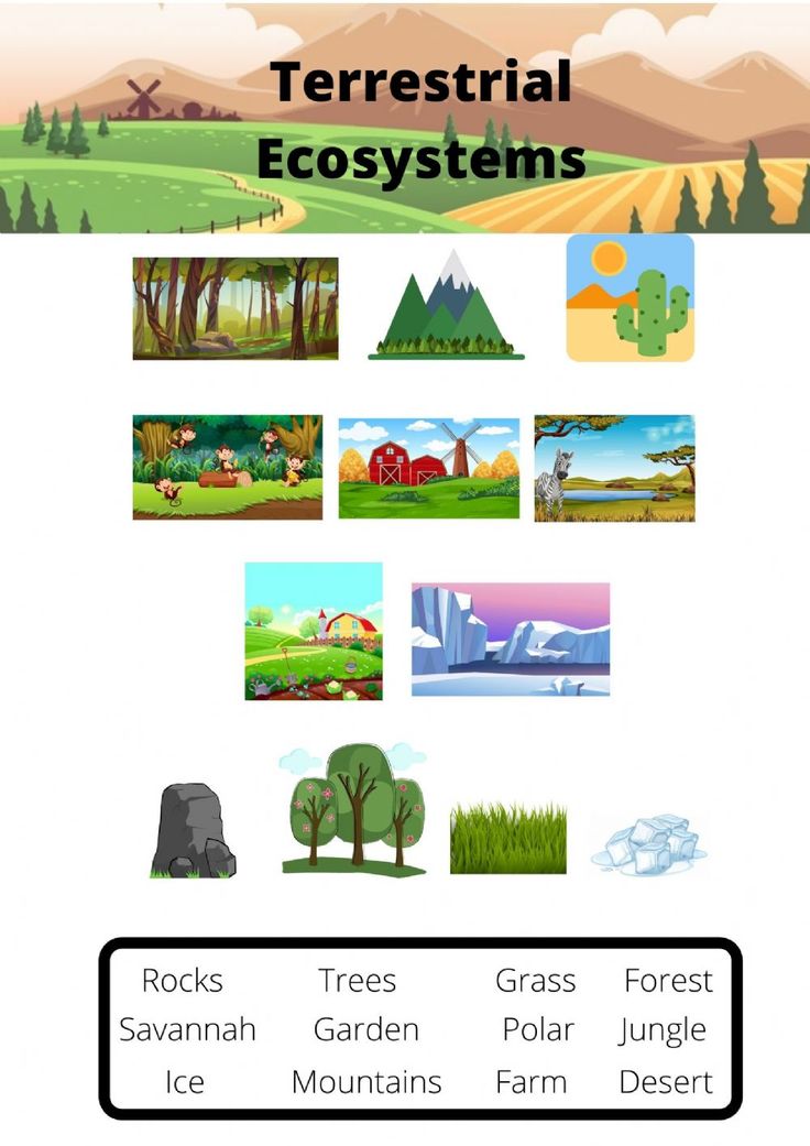 Get 85 Summer Ecosystem Worksheet 76