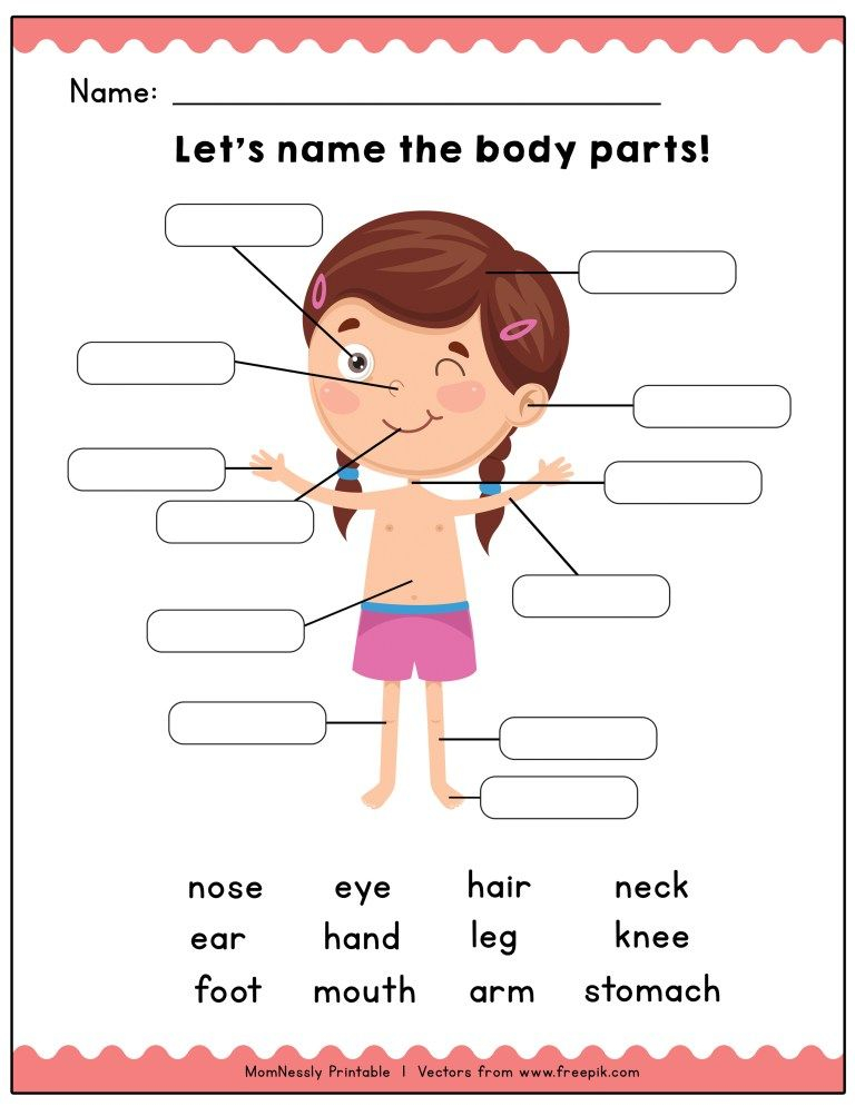 20 Parts Of Body Worksheets Kindergarten