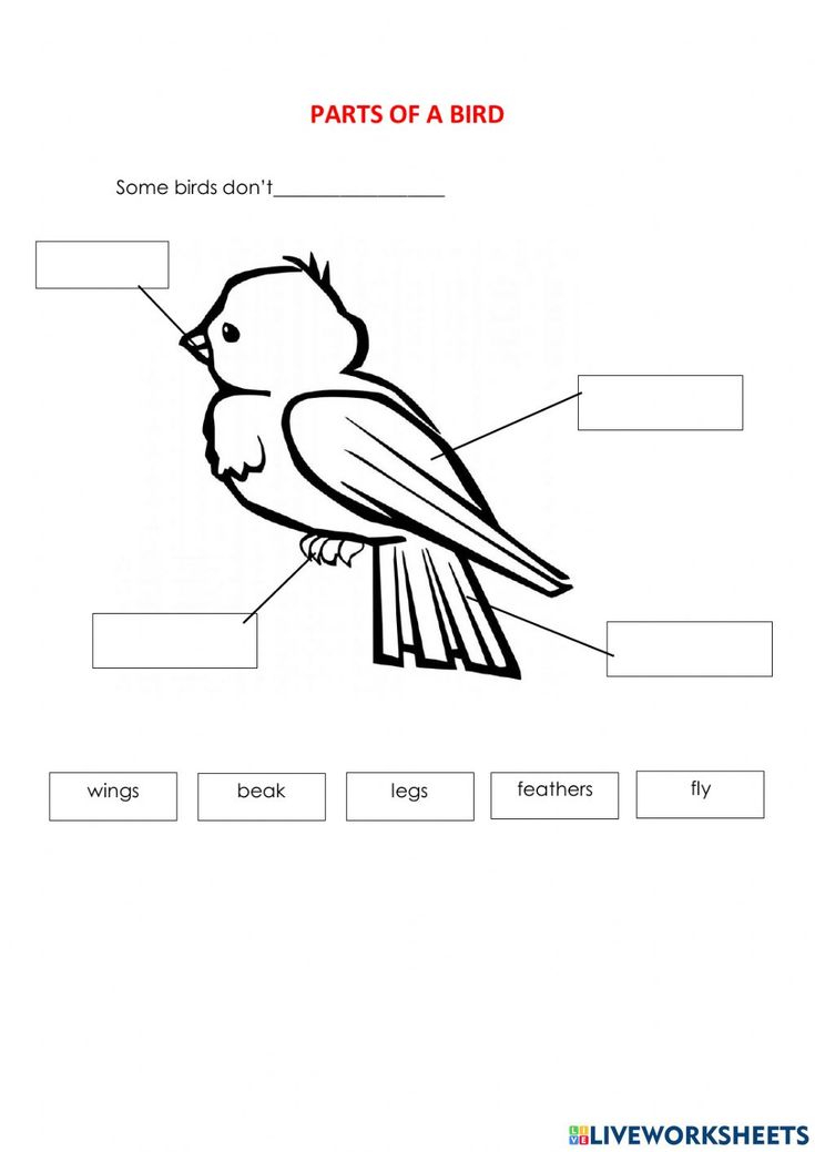 20 Parts Of The Body Worksheets Cut And Paste