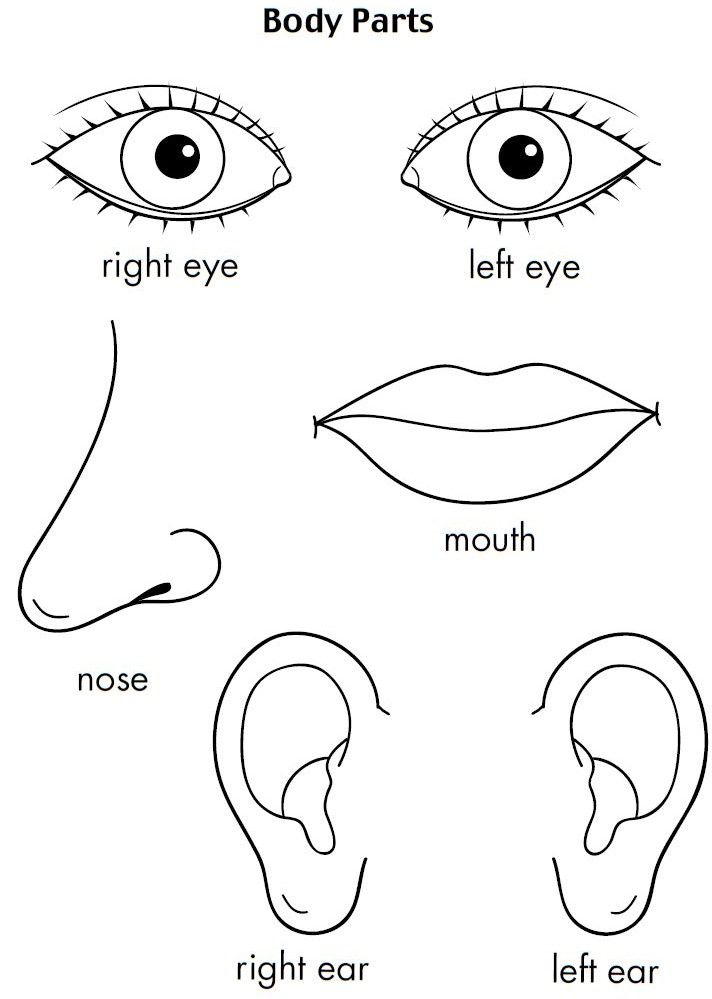 20 Parts Of The Body Worksheets Cut And Paste