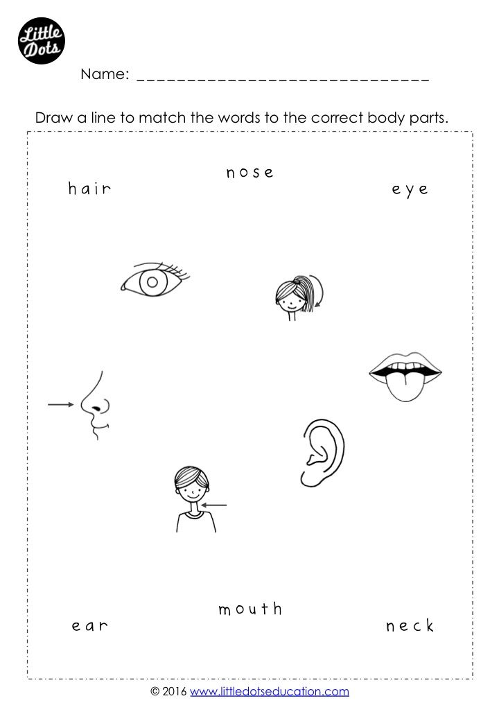 30 Parts Of Body Worksheets Kindergarten