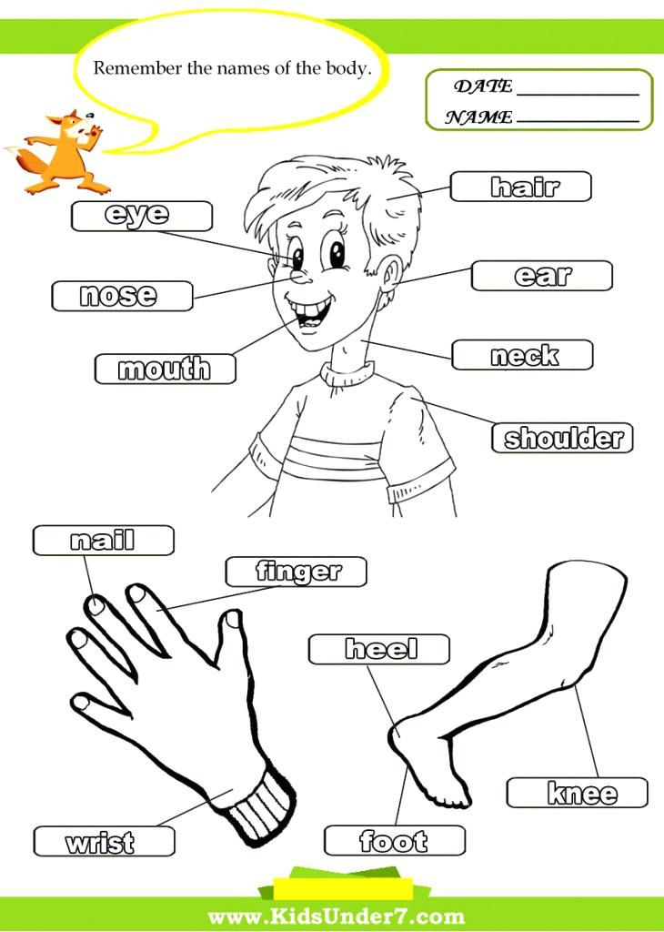 30 Parts Of Body Worksheets Kindergarten