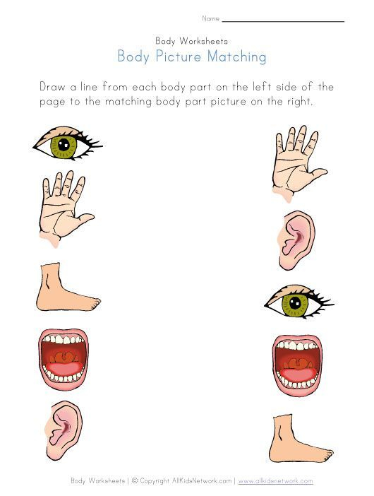 30 Parts Of Body Worksheets Kindergarten