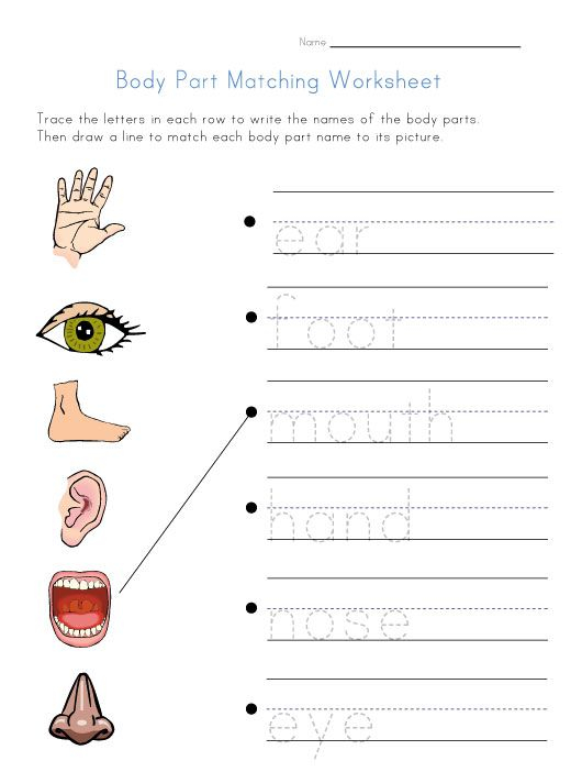 30 Parts Of Body Worksheets Kindergarten