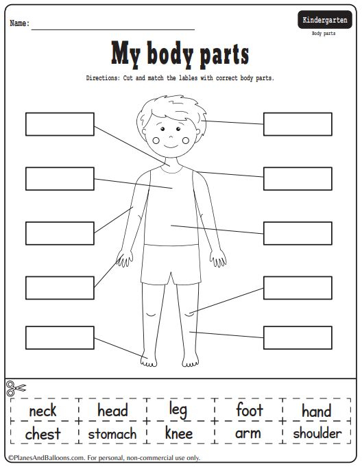 30 Parts Of The Body Worksheets Cut And Paste