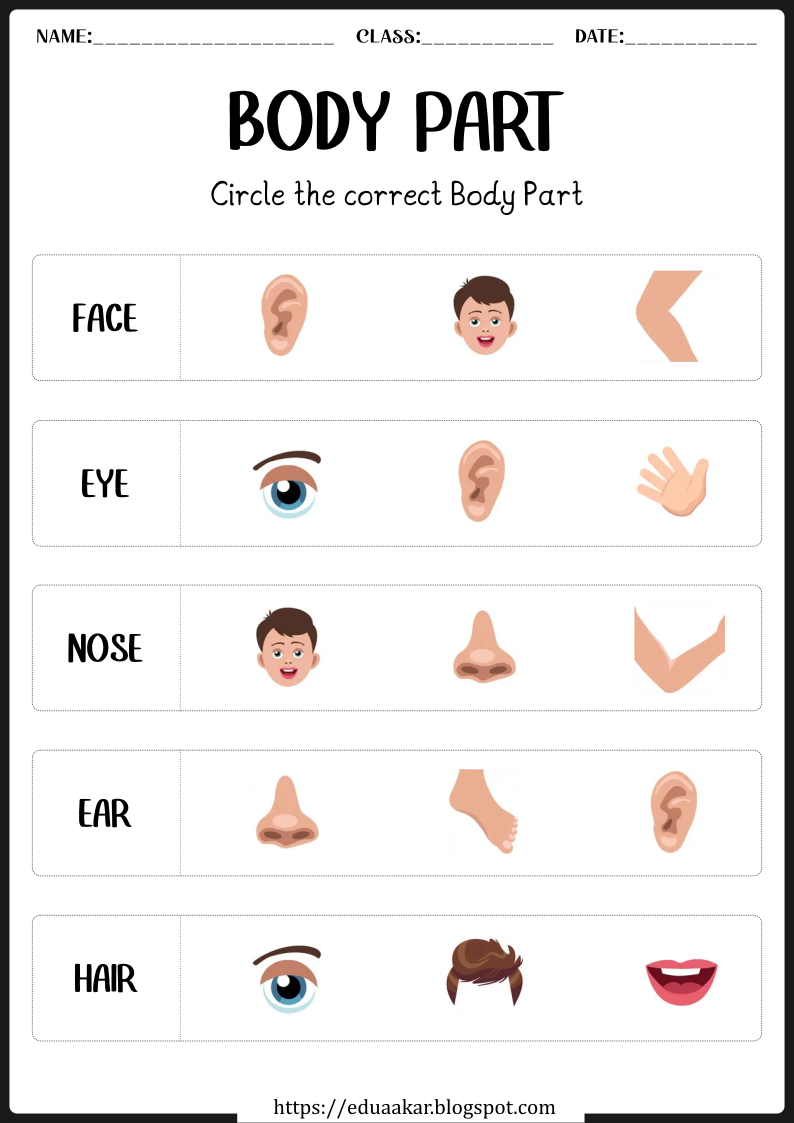 35 Parts Of Body Worksheets Kindergarten