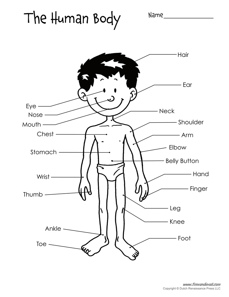 35 Parts Of The Body Worksheets Cut And Paste