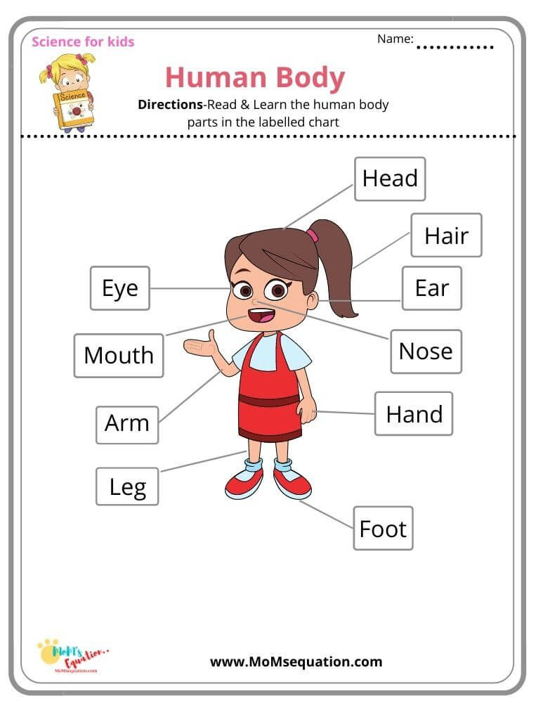 21 Parts Of Body Worksheets Kindergarten