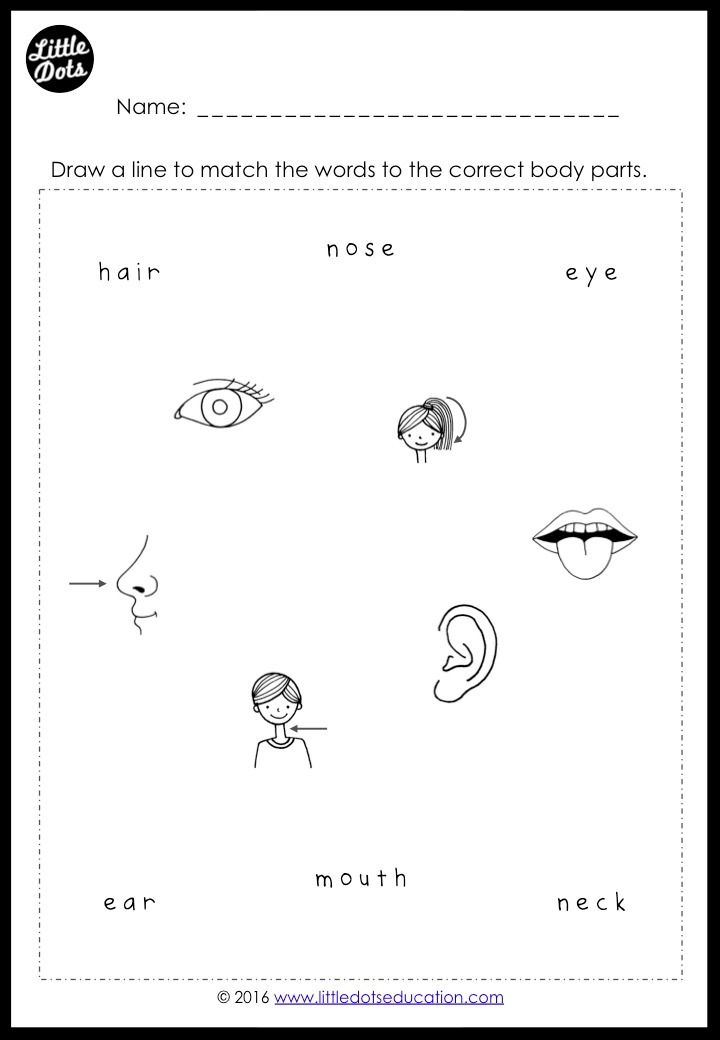 21 Parts Of Body Worksheets Kindergarten