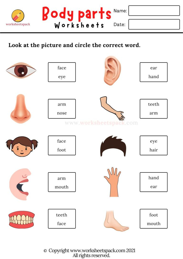 21 Parts Of Body Worksheets Kindergarten