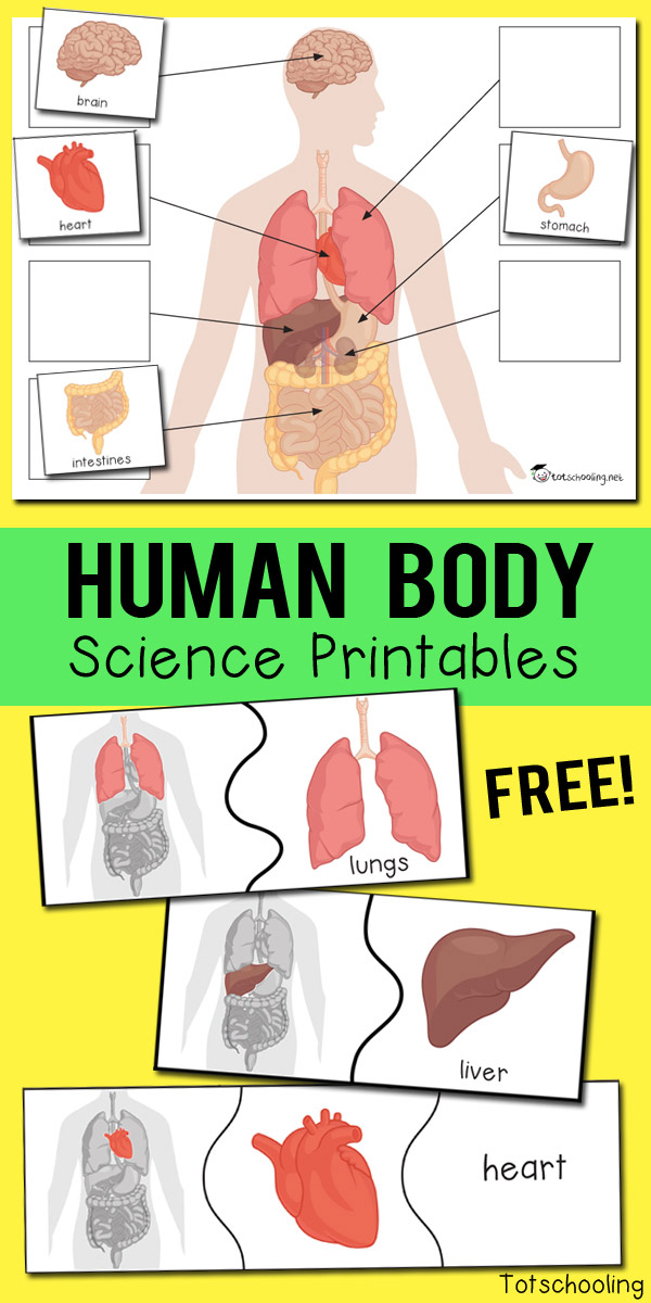 21 Parts Of The Body Worksheets Cut And Paste